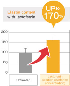 Elastin content with lactoferrin is up a 170%