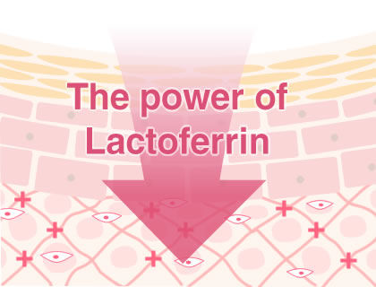 Lactoferrin activates your metabolism!