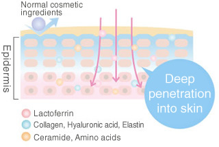 Lactoferrin deeply penetrates into your skin.