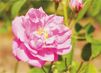 100% natural essential oil. Rose Bouquet fragrance
