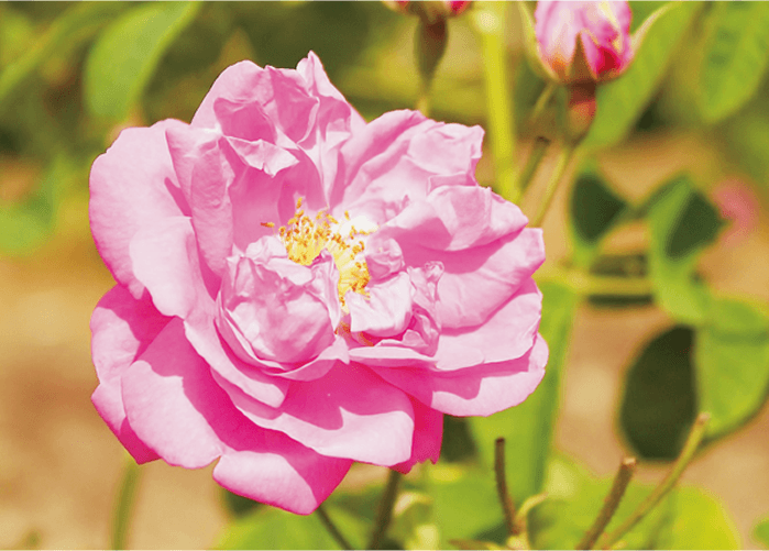 100% natural essential oil. Rose Bouquet fragrance
