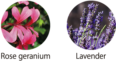 Lactoferrin Lab. Moist Veil Clear Soap contains rose geranium and lavender.