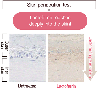 Lactoferrin reaches deeply into the skin.